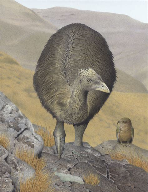 The small bird was 75cm in height and its wings were less than 15cm. Crested moa | New Zealand Birds Online