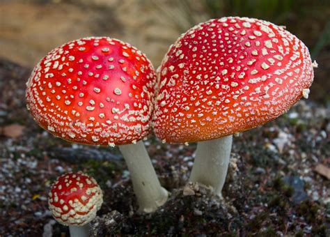 Why Mushrooms Rule The Fungi Kingdom