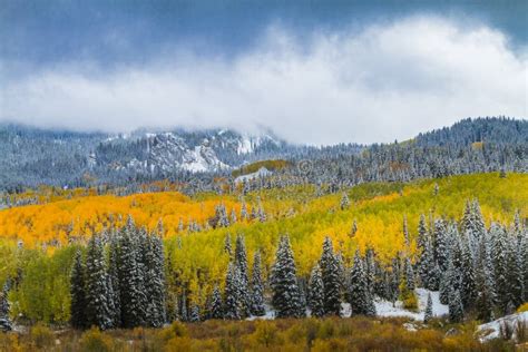 Fall Color And Snow In Colorado Stock Photo Image Of Nature Autumn