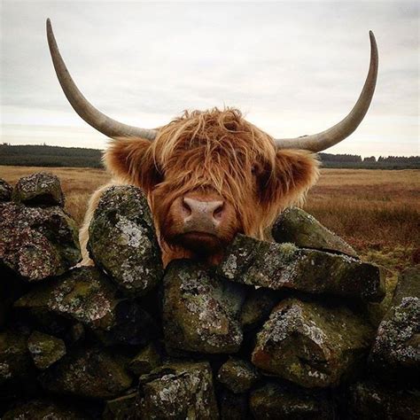 The First Coosday Pic Of The Year Comes From This Nosey Coo In New