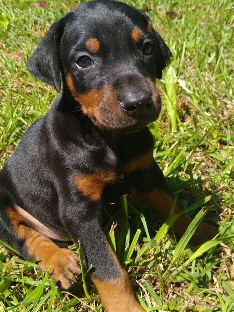 It's important for a dobies to get their mother's milk and experience the social interaction with their siblings until at least this age. Doberman Pinscher Puppies For Sale | Morganton, NC #327424