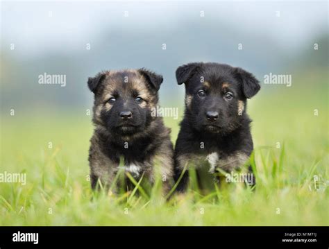German Shepherd Alsatian Two Puppies Sitting On A Meadow Germany
