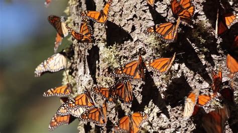 Monarch Butterflies Great Migration Youtube