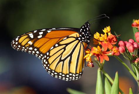 Along with butterflies, these flowers also attract small birds like hummingbirds, bees and other insects, which promote pollination and support you in creating a lush and healthy. 8 Ways to Attract Bees and Butterflies | NRDC