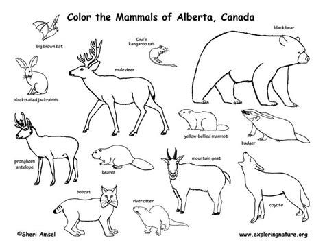 Tundra Animals Coloring Pages At Free Printable