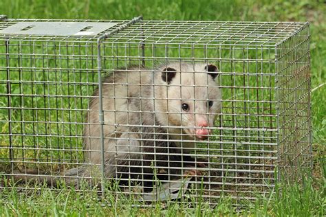 How To Get Rid Of Possums In Your Home Or Yard Bob Vila