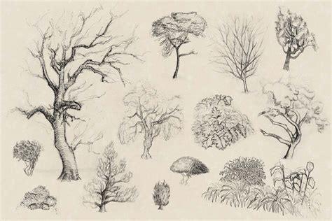 Tree And Shrub Sketches 1 By Elusiveafflatus On Deviantart