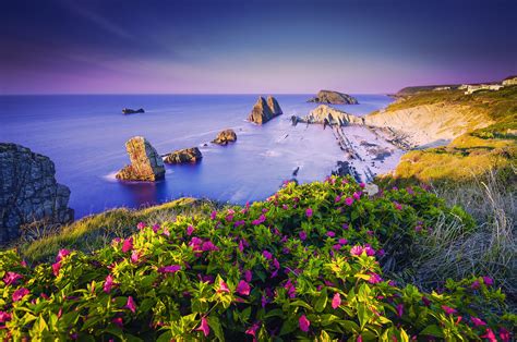 Download Horizon Flower Sea Ocean Coast Nature Coastline Hd Wallpaper