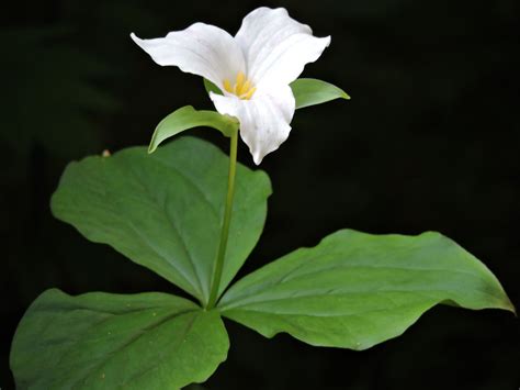 This Is A Great White Trillium From My May 2019 Garden It Is Ohios
