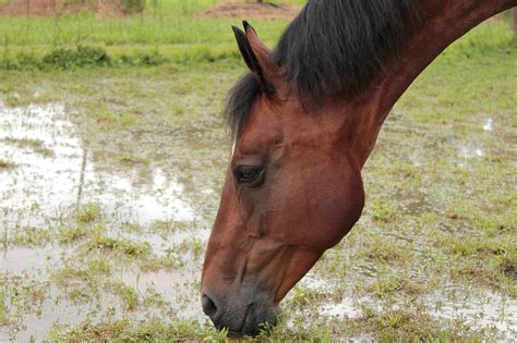 Un Niño De 2 Años Fue Pateado Por Un Caballo Y Está Grave La Unión Digital