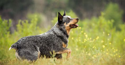 Best Toys For Blue Heelers The Right Toys For A Clever Active Breed