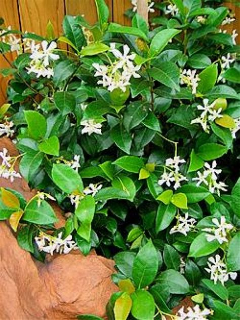 Star Jasmine Trachelospermum Jasminoides