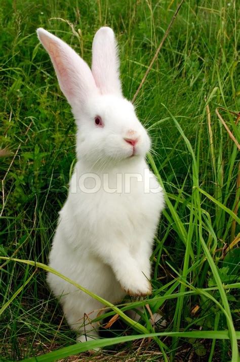 Bunny Easter Rabbit Stock Photo Colourbox