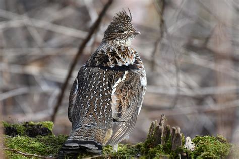 Gélinotte Huppée Mâle Ruffed Grouse Male Bonasa Umbellus Flickr