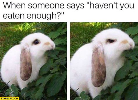 When Someone Says Havent You Eaten Enough Cute Angry Rabbit