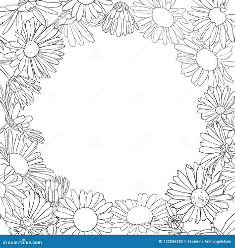 Vector Frame With Drawing Daisy Flowers Stock Vector Illustration Of