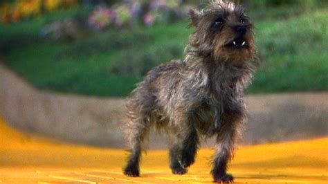 From Carpet Wetter To Film Icon How Terry The Terrier Became Toto Npr