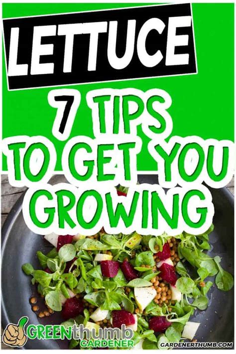 7 Tips On How To Grow Lettuce Like A Boss Green Thumb Gardener