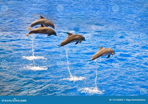 Dolphins Jumping Out Of The Water Stock Photo Image Of Swimming