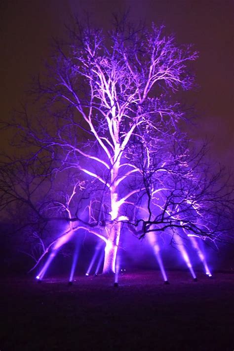 Illumination ~ Tree Lights At The Morton Arboretum In Western Suburbs