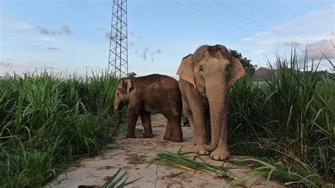 Wild Asian Elephants Roam Sw China S Yunnan Cgtn