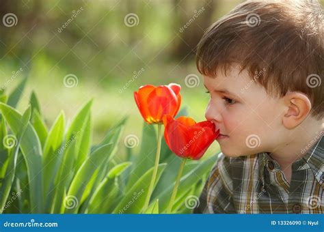 Little Boy Smelling Tulip Stock Photo Image Of Outdoor 13326090