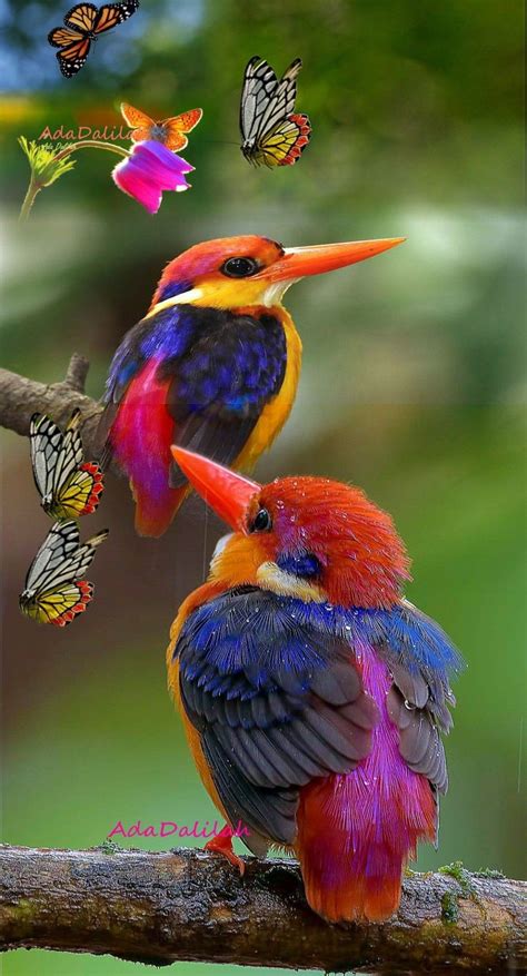 Rare Birds Exotic Birds Colorful Birds Colorful Animals Exotic