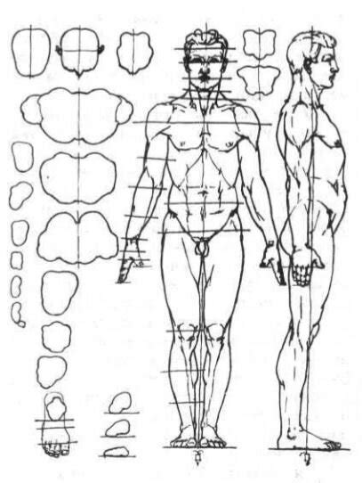 Фигура человека Конструкция фигуры в целом основные движения