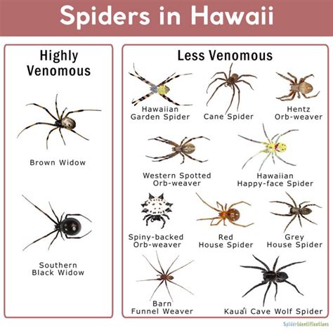 Spiders In Hawaii List With Pictures