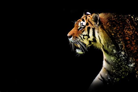 X Tiger Abstract K X Resolution Hd K Wallpapers Images Backgrounds Photos