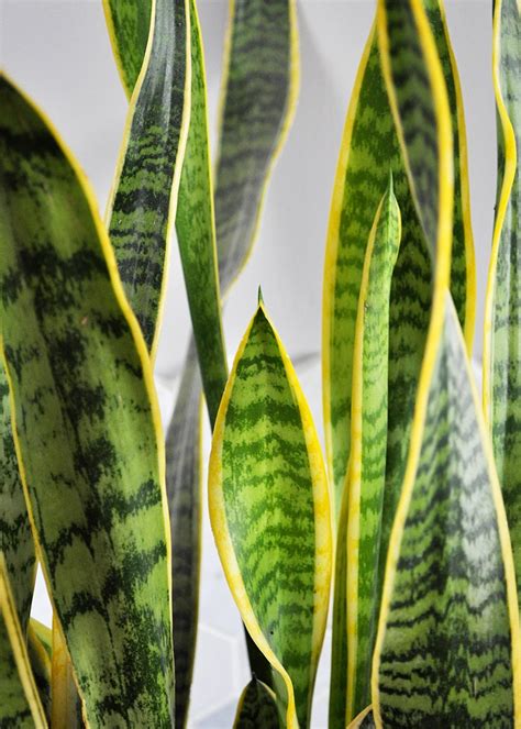 How much energy and money do you have? Houseplant Week: Snake Plants - Real life, on purpose.