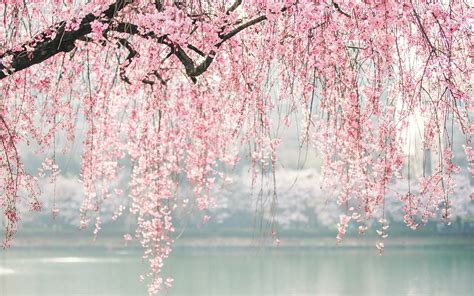 Wallpaper Japan Cherry Blossoms 71 Images