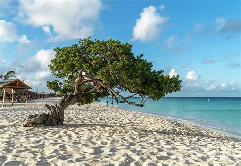 Divi Divi Trees At Eagle Beach On The Caribbean Island Of Aruba