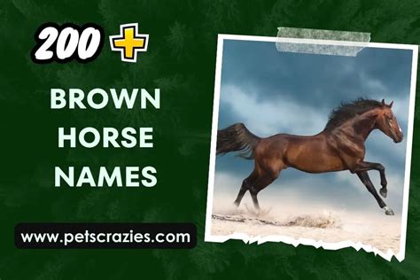 200 Brown Horse Names For Your Stallion Or Mare