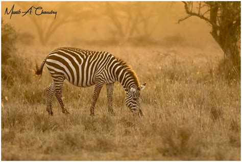 The Golden Stripes Zebras Are Single Hoofed Animals That Flickr