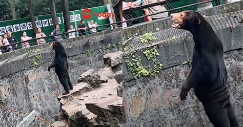 Yes The Viral Malayan Sun Bear In Chinas Zoo Is Real Its Not A