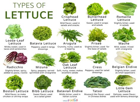 Types Of Lettuce Coolguides