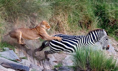 zebra pulls lion 100 m across the road and then runs away from the predator receiving a