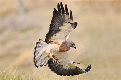 Swainsons Hawk Season The Natomas Basin Conservancy Pet Birds
