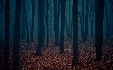 Dark Forest Desktop Wallpapers Top Free Dark Forest Desktop