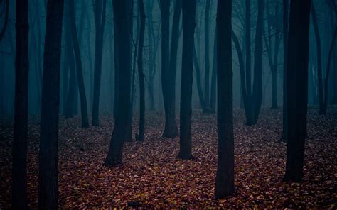 Tổng Hợp 777 Dark Forest Background Desktop Chất Lượng Cao Tải Miễn Phí