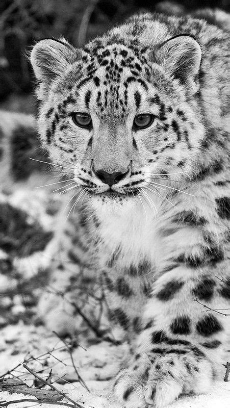 Snowleopardsnowhuntingattentionblackandwhite57947 Flickr