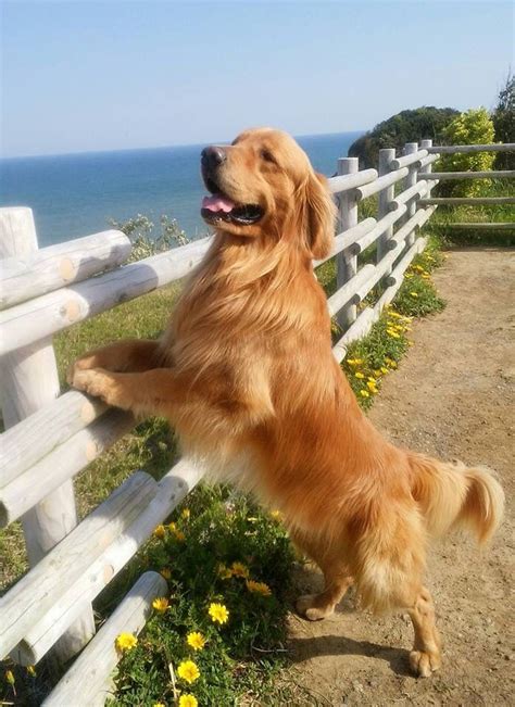 Pinterest ☓ Cmbenney Golden Retriever Dogs Golden Retriever
