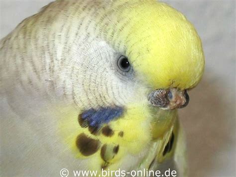 Budgie Anatomy Nose And Cere Health And Diseases Birds Online
