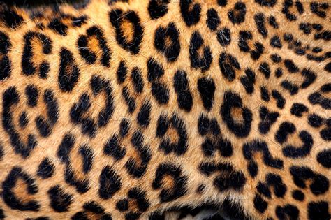 Leopard Skin High Quality Animal Stock Photos Creative Market