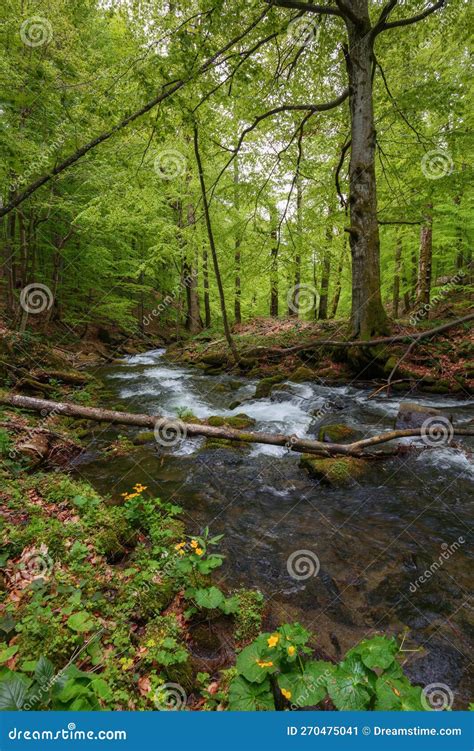 Brook In The Woods Among Stones Stock Image Image Of Scene Stream