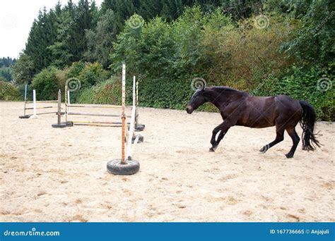 Funny Horse Jumping Pictures
