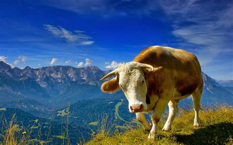 Cow Hd Wallpapers ~ Animals World