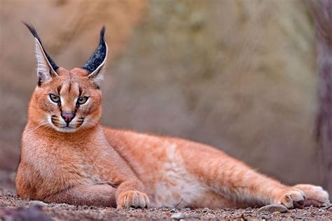 19 Rare Wild Cat Species Top13