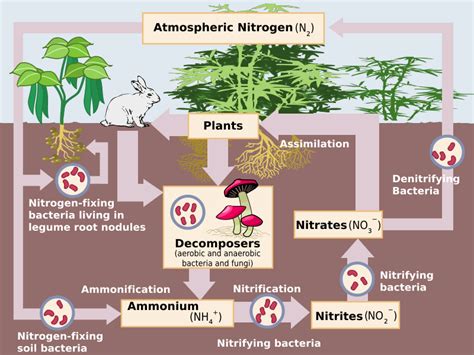 Bacteria are responsible for fixing nitrogen into usable forms for other organisms. Scientific Explorer: Earth's Atmosphere Part 2 - Composition
